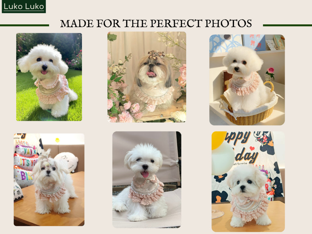 Ella – Pink Lace Dress for Pets | Soft, Elegant, Comfortable