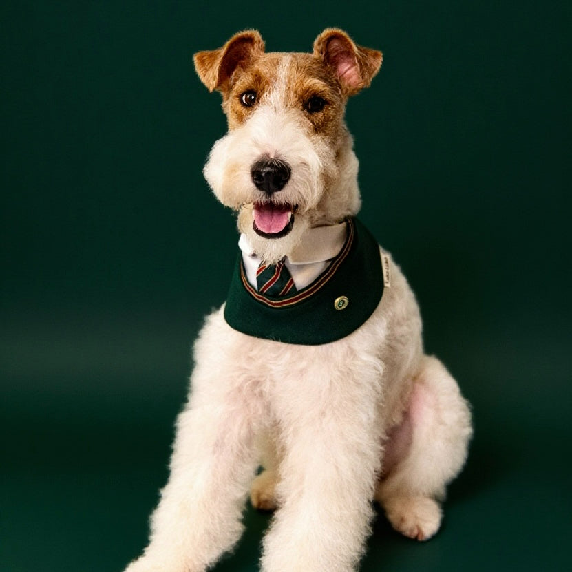 Ivy – Red & Green Preppy Dog Bandana | Stylish Occasion Wear
