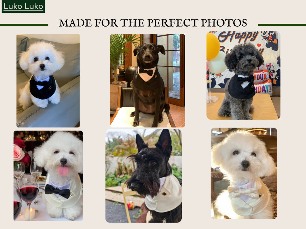 Oxford – Bowtie Suit for Dogs | Elegant Formal Pet Outfit