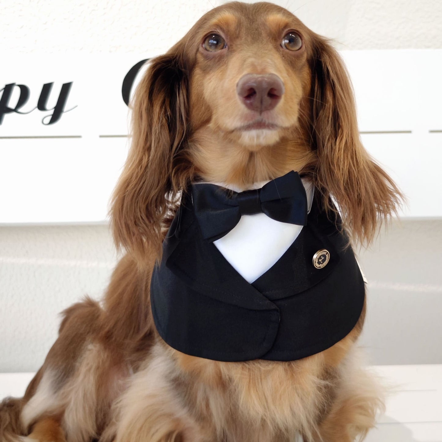 Oxford – Bowtie Suit for Dogs | Elegant Formal Pet Outfit