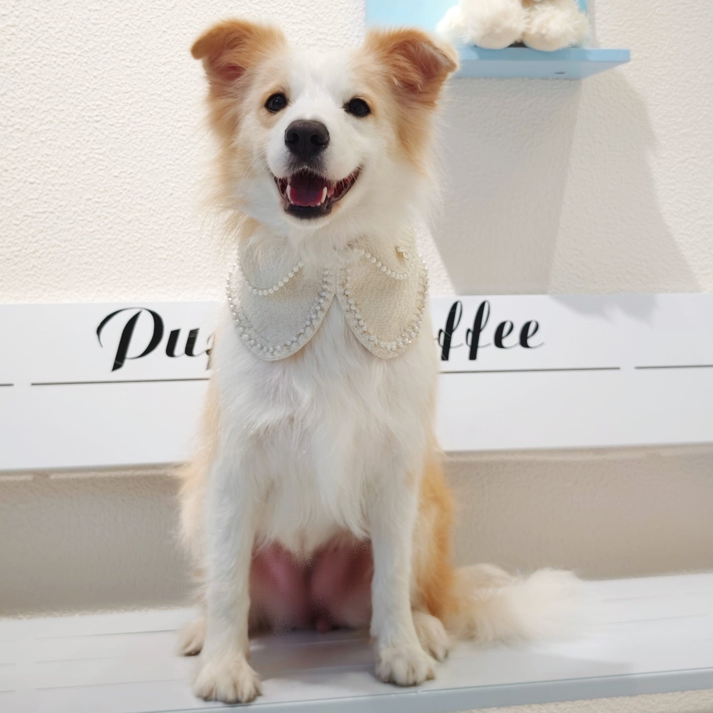 Jacqueline – Black & White Pearl Dog Jacket | Chic Formal Look