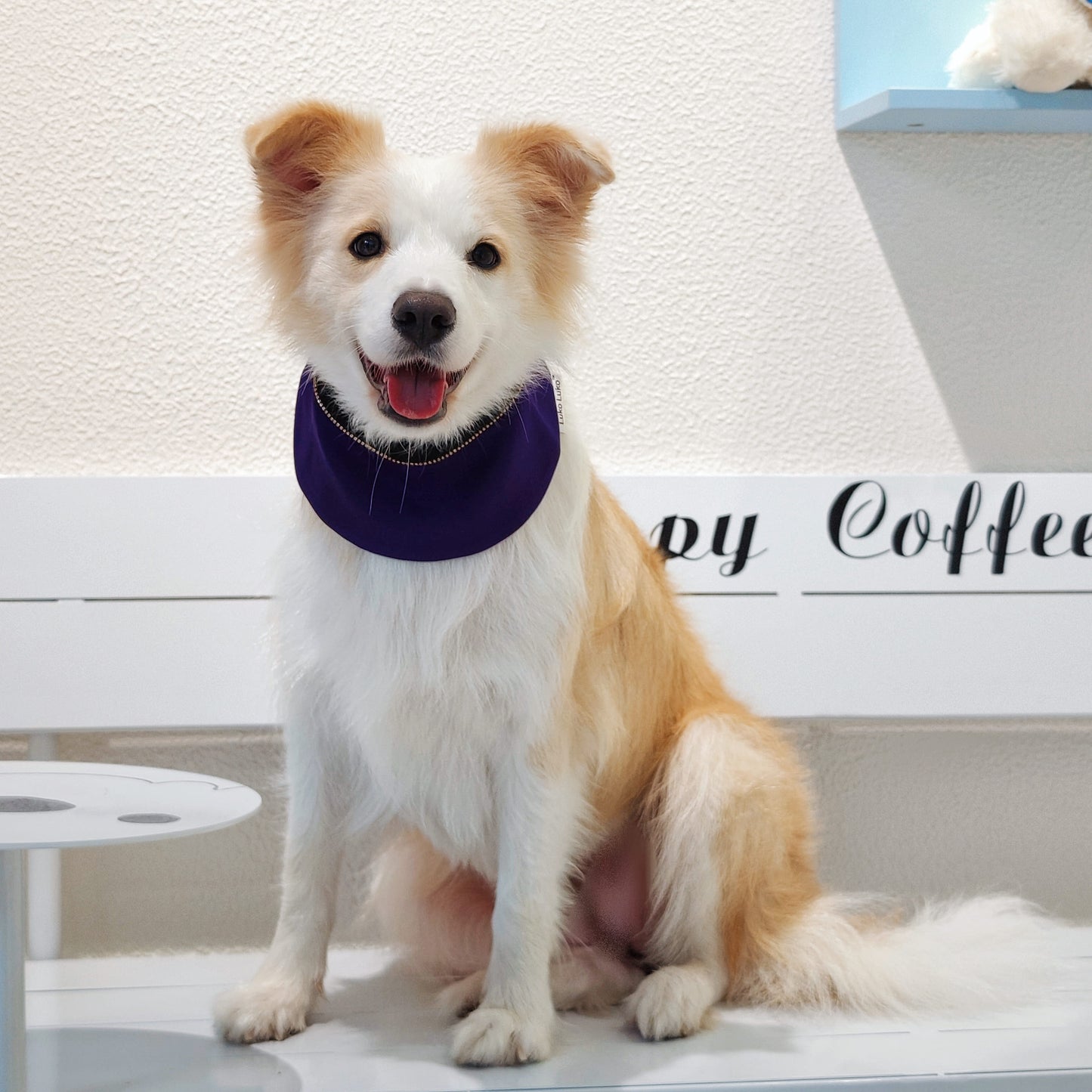 Valedictory – Red, Blue& Yellow Dog Graduation Gown & Cape | Elegant Outfit