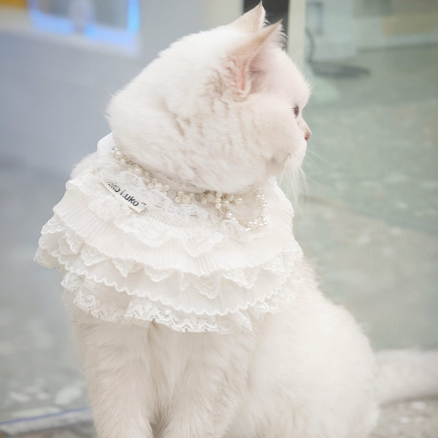 Juliette – Lace Dog Dress | Elegant Formal Style