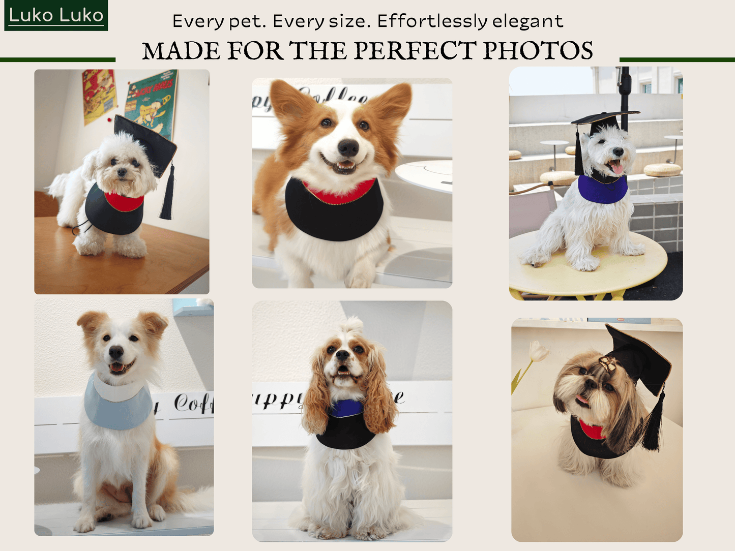 Valedictory – Red, Blue& Yellow Dog Graduation Gown & Cape | Elegant Outfit