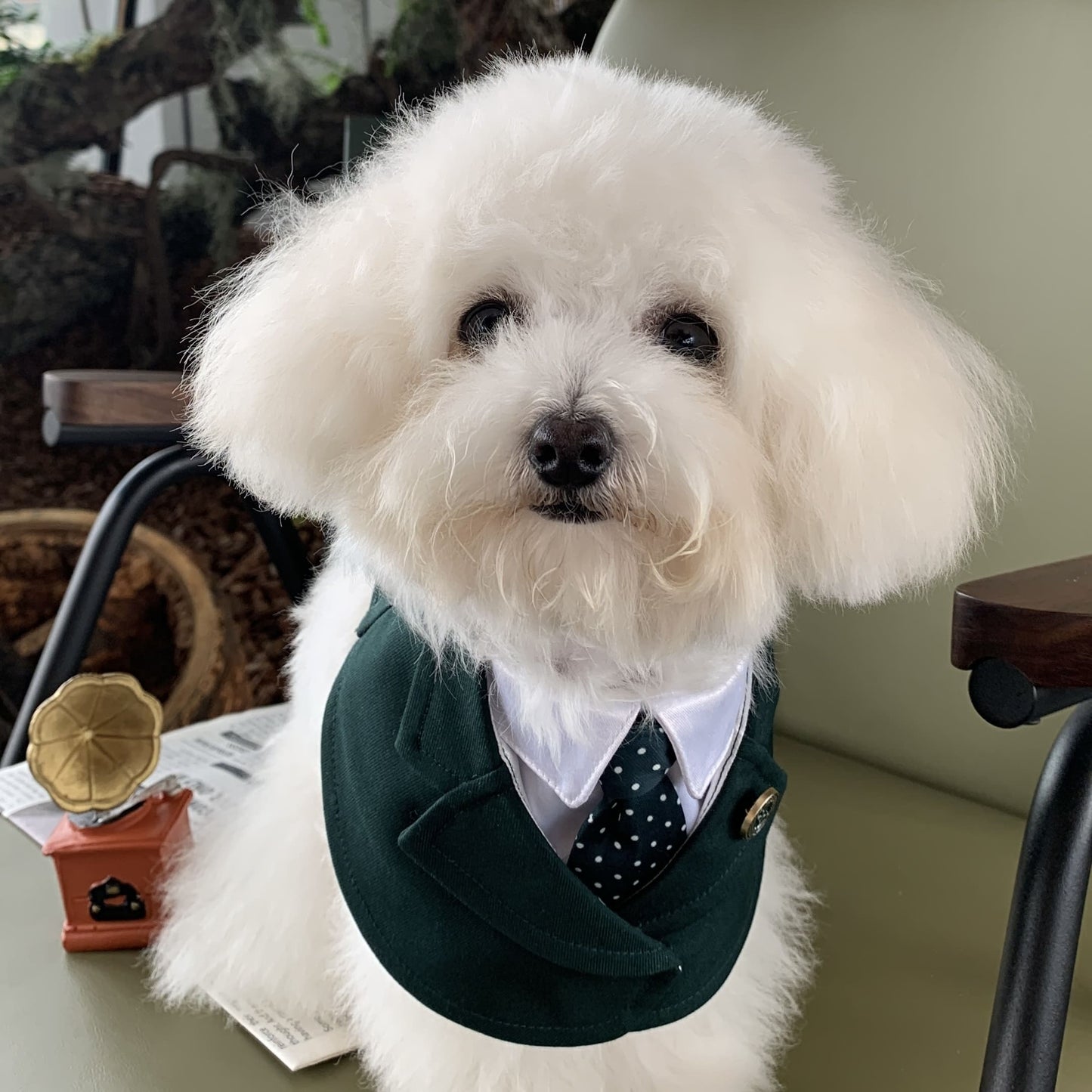 Windsor – Burgundy & Green Dog Suit | Elegant Outfit