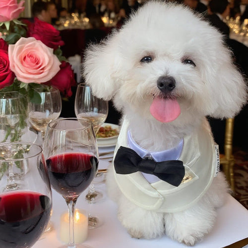 Oxford – Bowtie Suit for Dogs | Elegant Formal Pet Outfit
