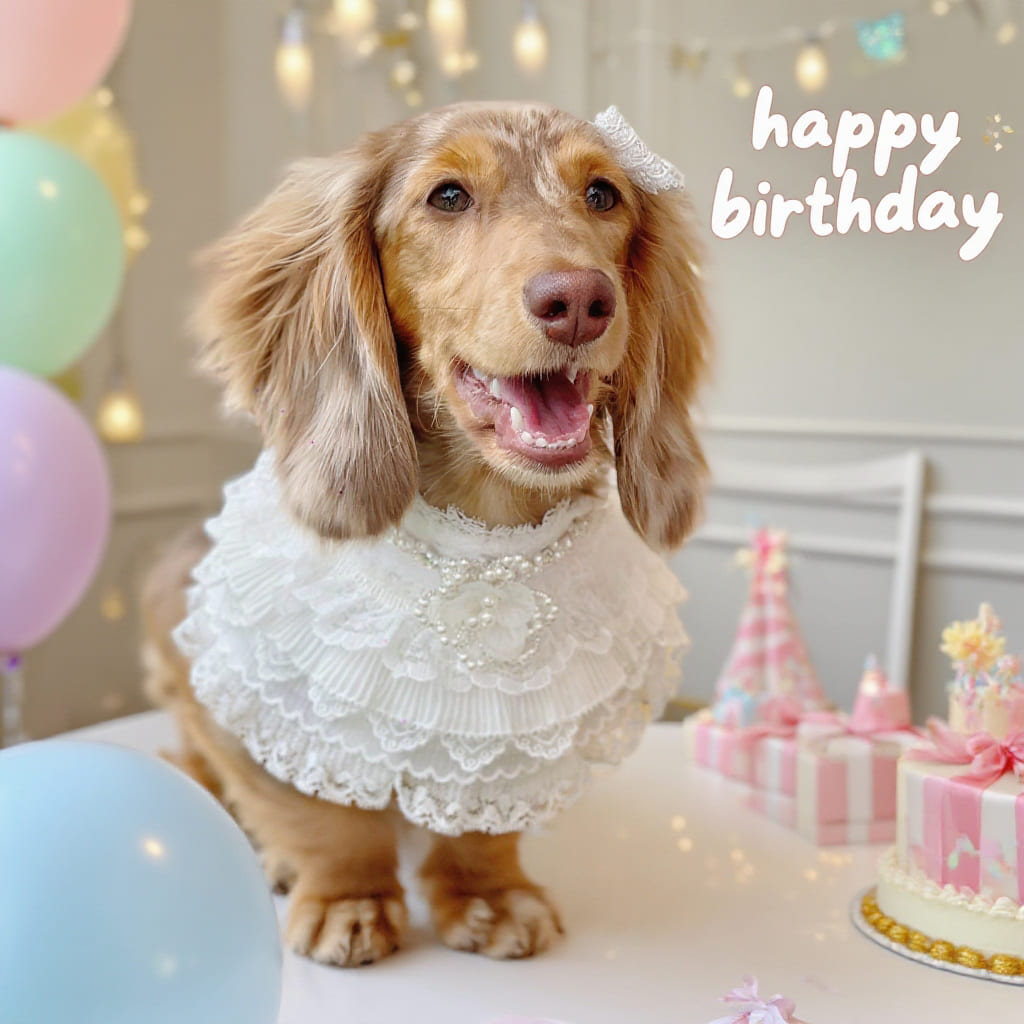 Juliette – Lace Dog Dress | Elegant Formal Style