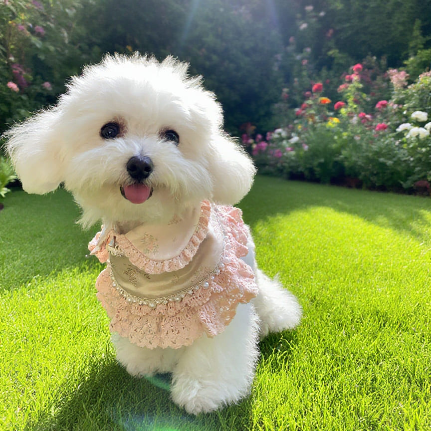 Ella – Pink Lace Dress for Pets | Soft, Elegant, Comfortable