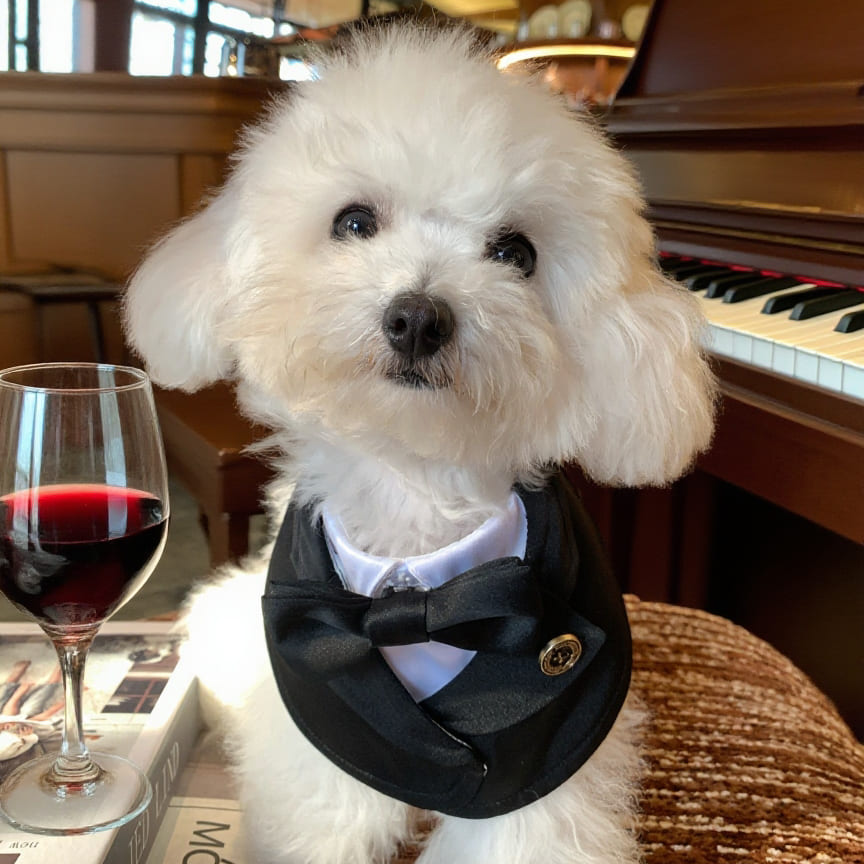 Oxford – Bowtie Suit for Dogs | Elegant Formal Pet Outfit
