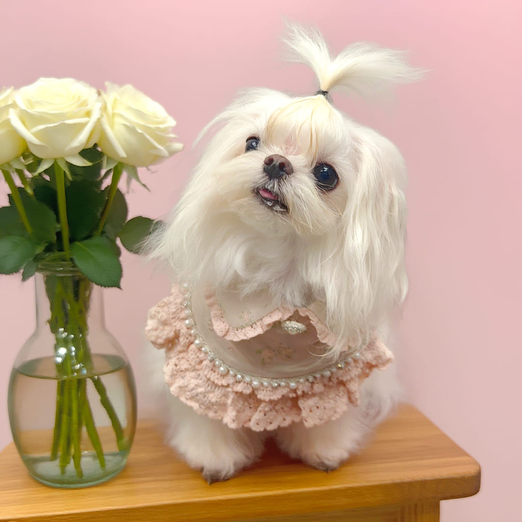 Ella – Pink Lace Dress for Pets | Soft, Elegant, Comfortable