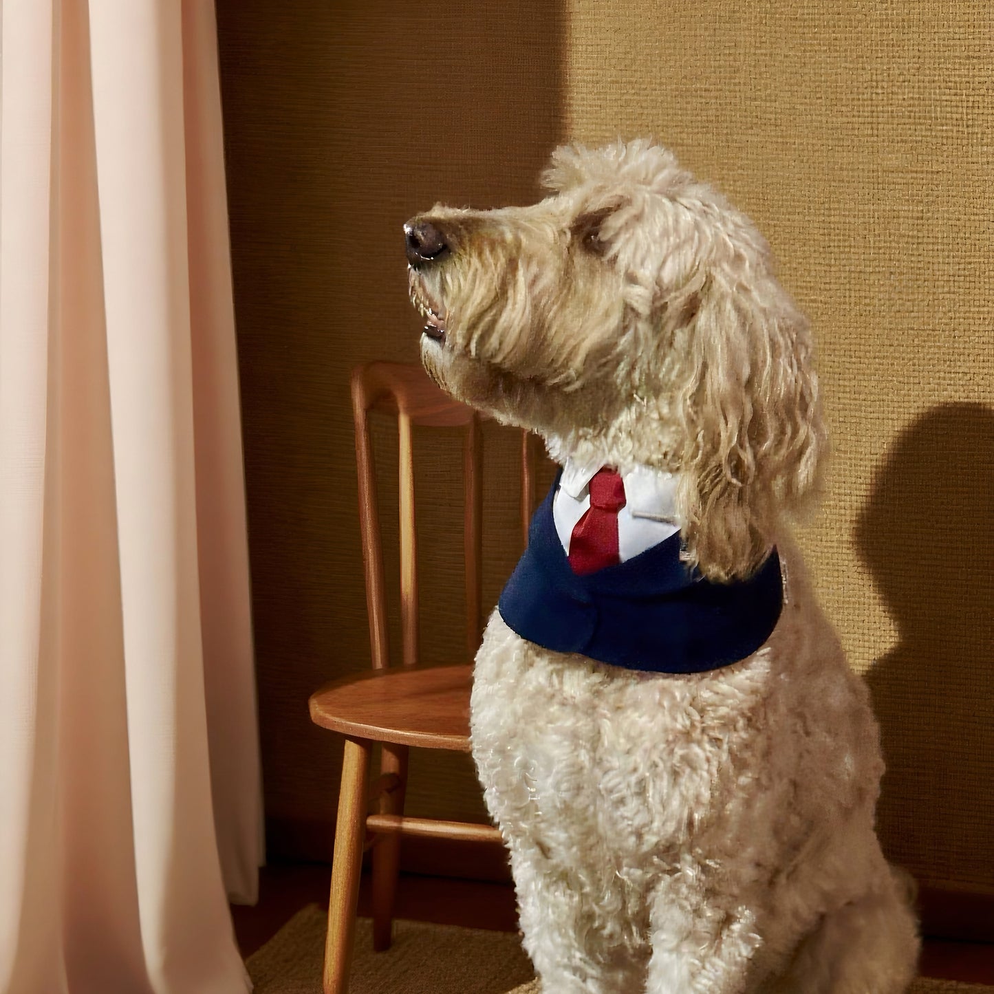 President – Red & Blue Tie Dog Suit | Formal Style