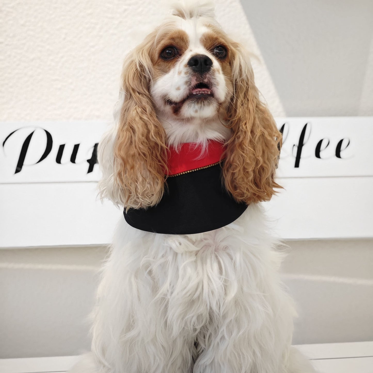 Valedictory – Red, Blue& Yellow Dog Graduation Gown & Cape | Elegant Outfit