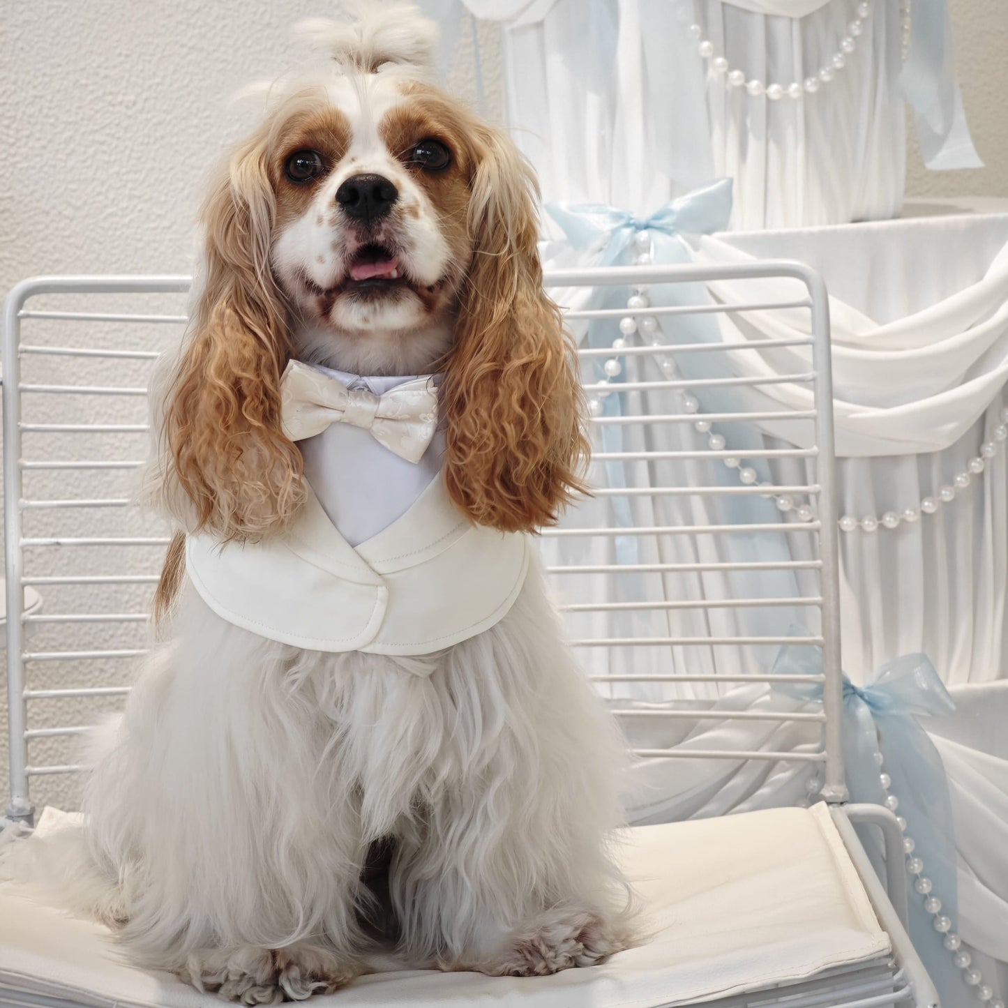 Oxford – Bowtie Suit for Dogs | Elegant Formal Pet Outfit