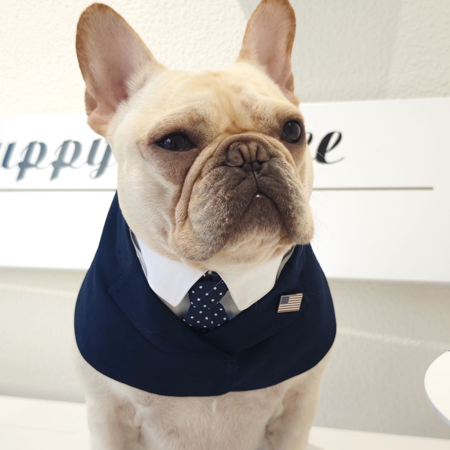 President – Red & Blue Tie Dog Suit | Formal Style