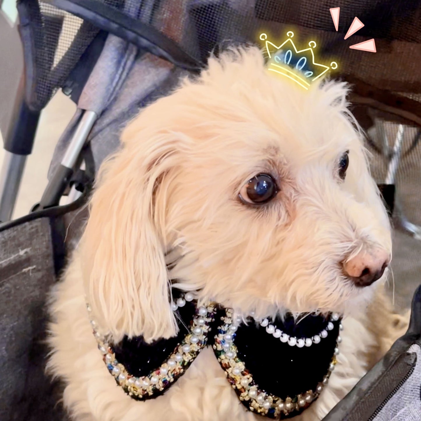 Jacqueline – Black & White Pearl Dog Jacket | Chic Formal Look