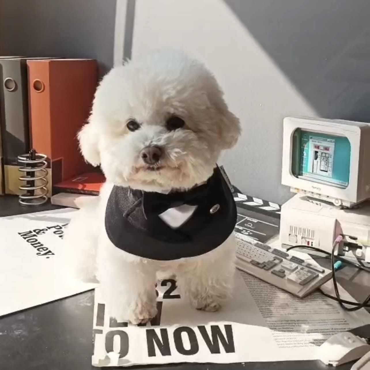 Oxford – Bowtie Suit for Dogs | Elegant Formal Pet Outfit