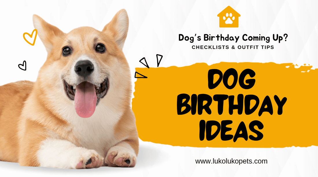 Happy corgi dog lying down next to bold yellow text reading “Dog Birthday Ideas,” cover image for blog post with checklist and outfit tips by LukoLuko.