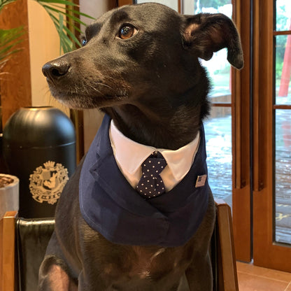 President – Red & Blue Tie Dog Suit | Formal Style