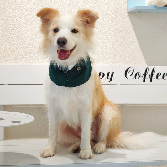 Windsor – Burgundy & Green Dog Suit | Elegant Outfit