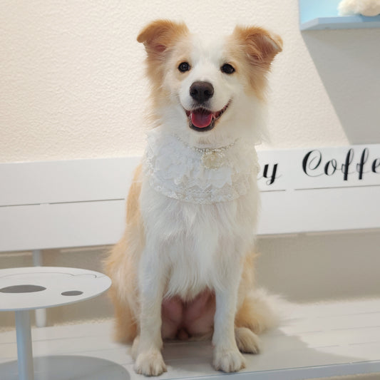 Juliette – Lace Dog Dress | Elegant Formal Style