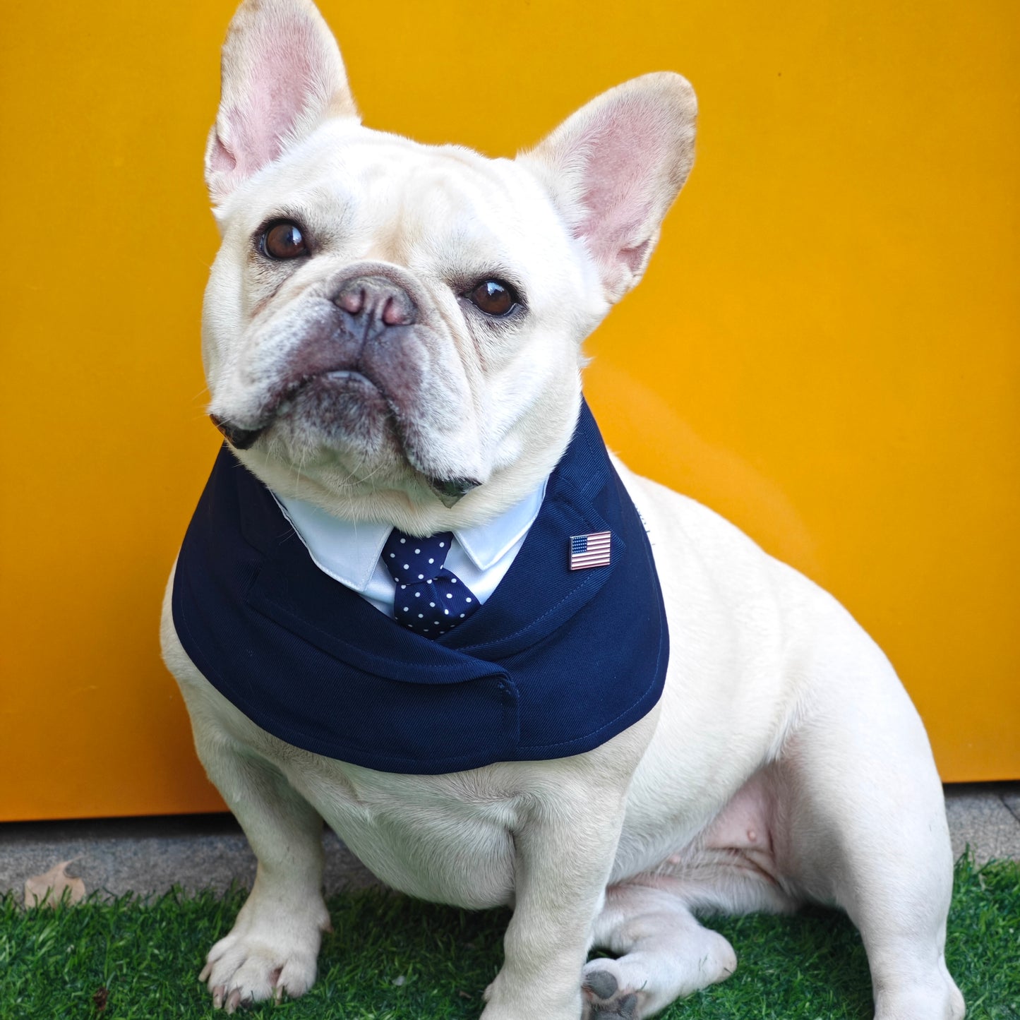 President – Red & Blue Tie Dog Suit | Formal Style