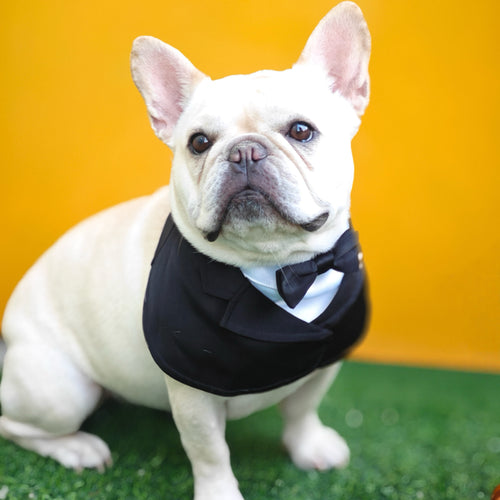 Oxford – Bowtie Suit for Dogs  | Elegant Formal Pet Outfit