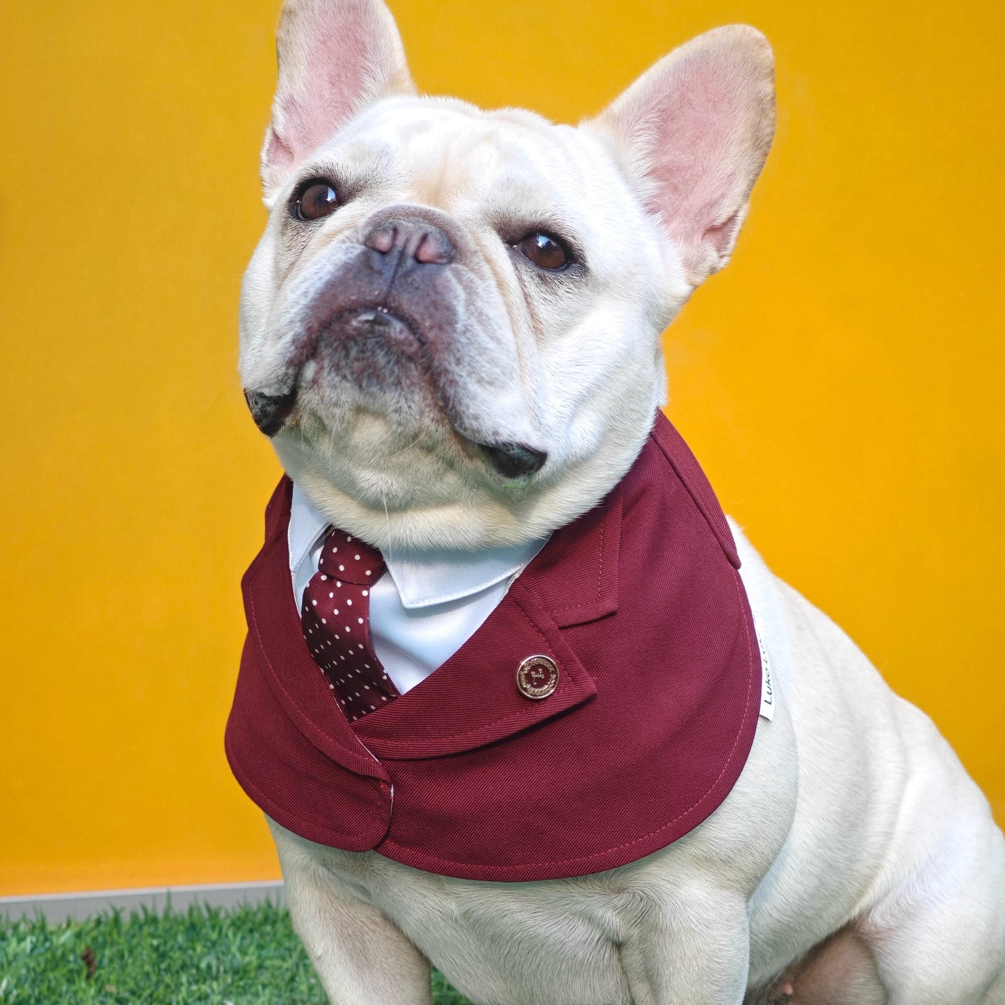Windsor – Burgundy & Green Dog Suit | Elegant Outfit