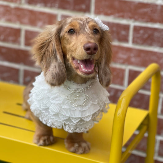 Juliette – Lace Dress for Dogs & Cats | Elegant Formal Pet Outfit