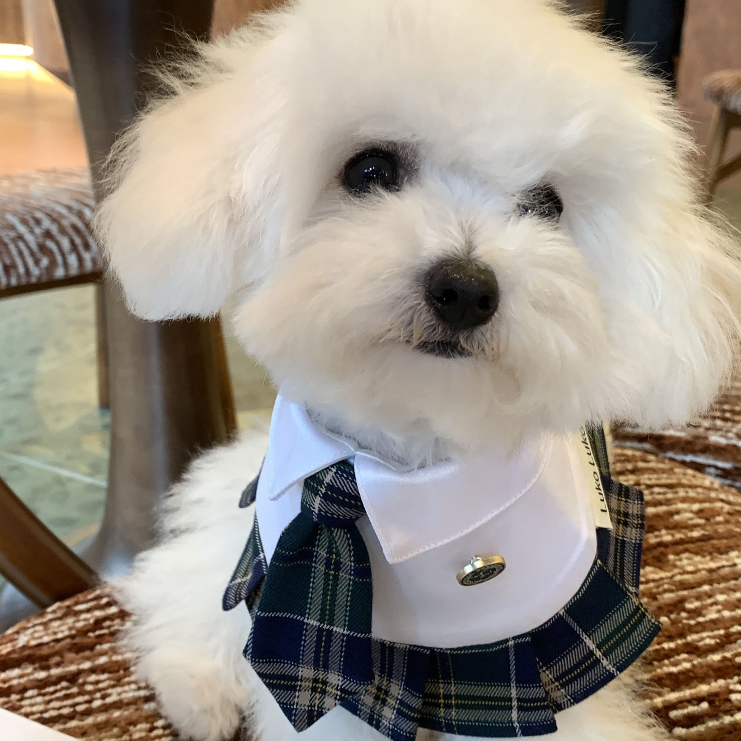 Emma – Schoolgirl Dog Outfit | Adorable Pet Uniform