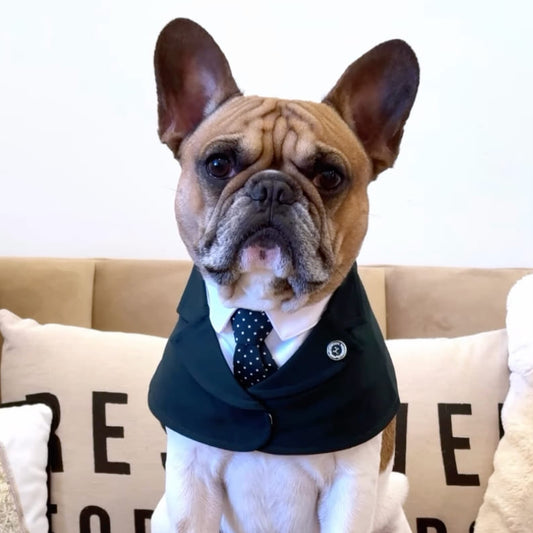 Windsor – Burgundy & Green Dog Suit | Elegant Outfit