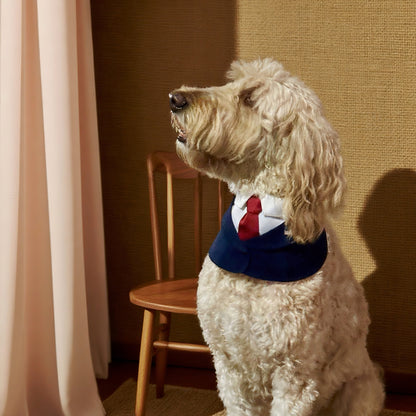 President – Red & Blue Tie Dog Suit | Formal Style