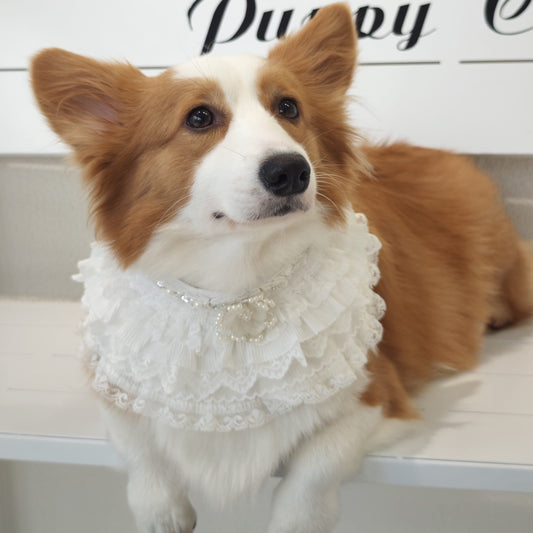 Juliette – Lace Dog Dress | Elegant Formal Style