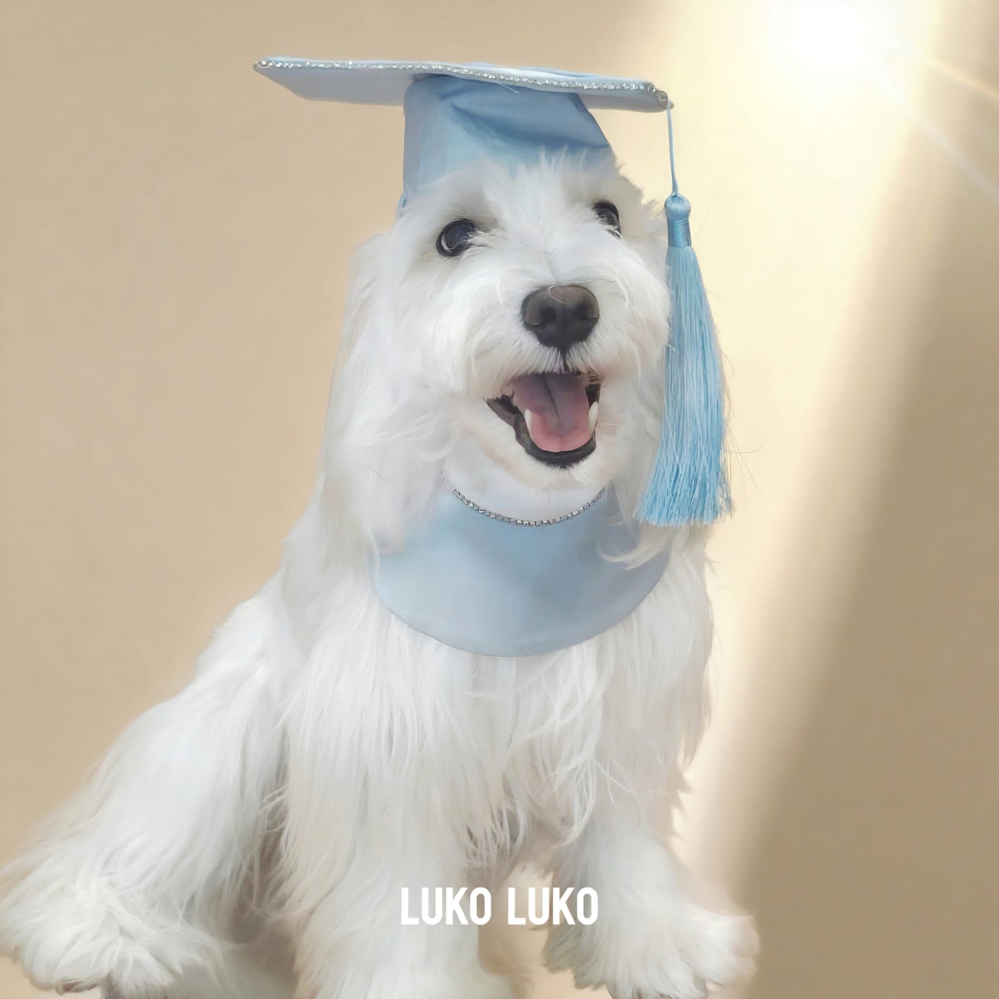 Valedictory – Red, Blue& Yellow Dog Graduation Gown & Cape | Elegant Outfit
