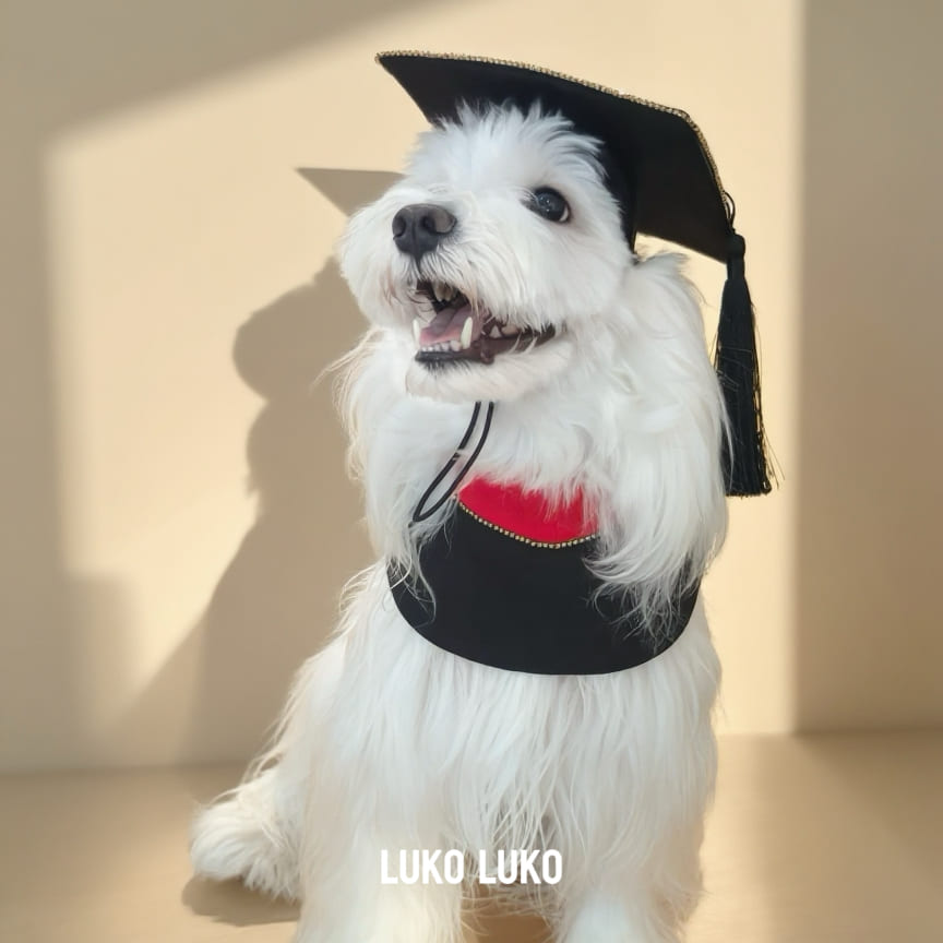 Valedictory – Red, Blue& Yellow Dog Graduation Gown & Cape | Elegant Outfit