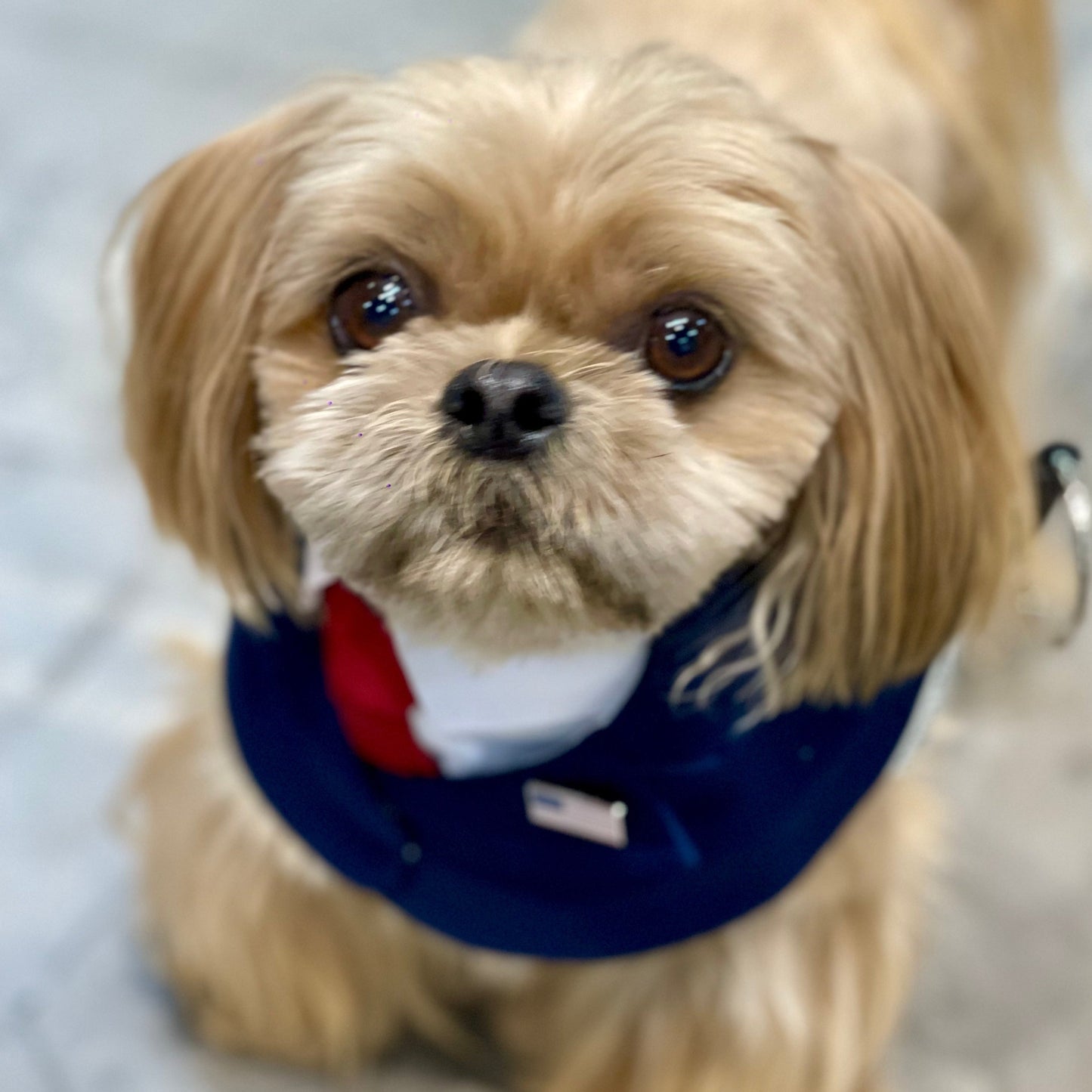 President – Red Tie Pet Suit for Dogs & Cats | Formal Wear