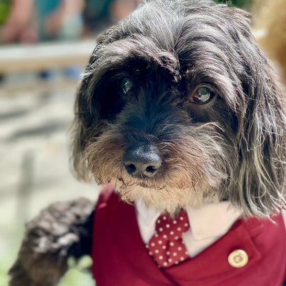 Windsor – Burgundy Pet Suit for Dogs & Cats | Elegant Outfit