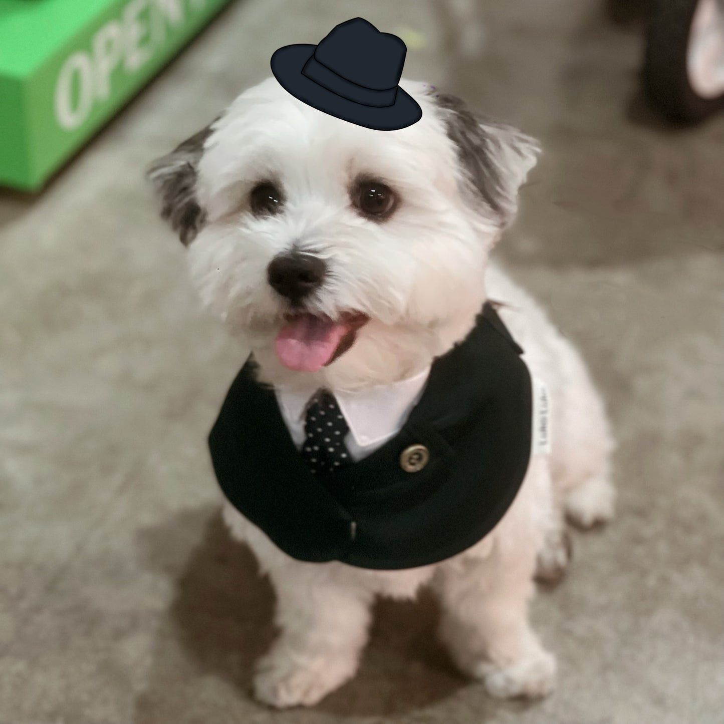 Windsor – Burgundy Pet Suit for Dogs & Cats | Elegant Outfit