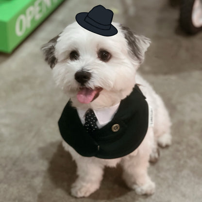 Windsor – Burgundy Pet Suit for Dogs & Cats | Elegant Outfit