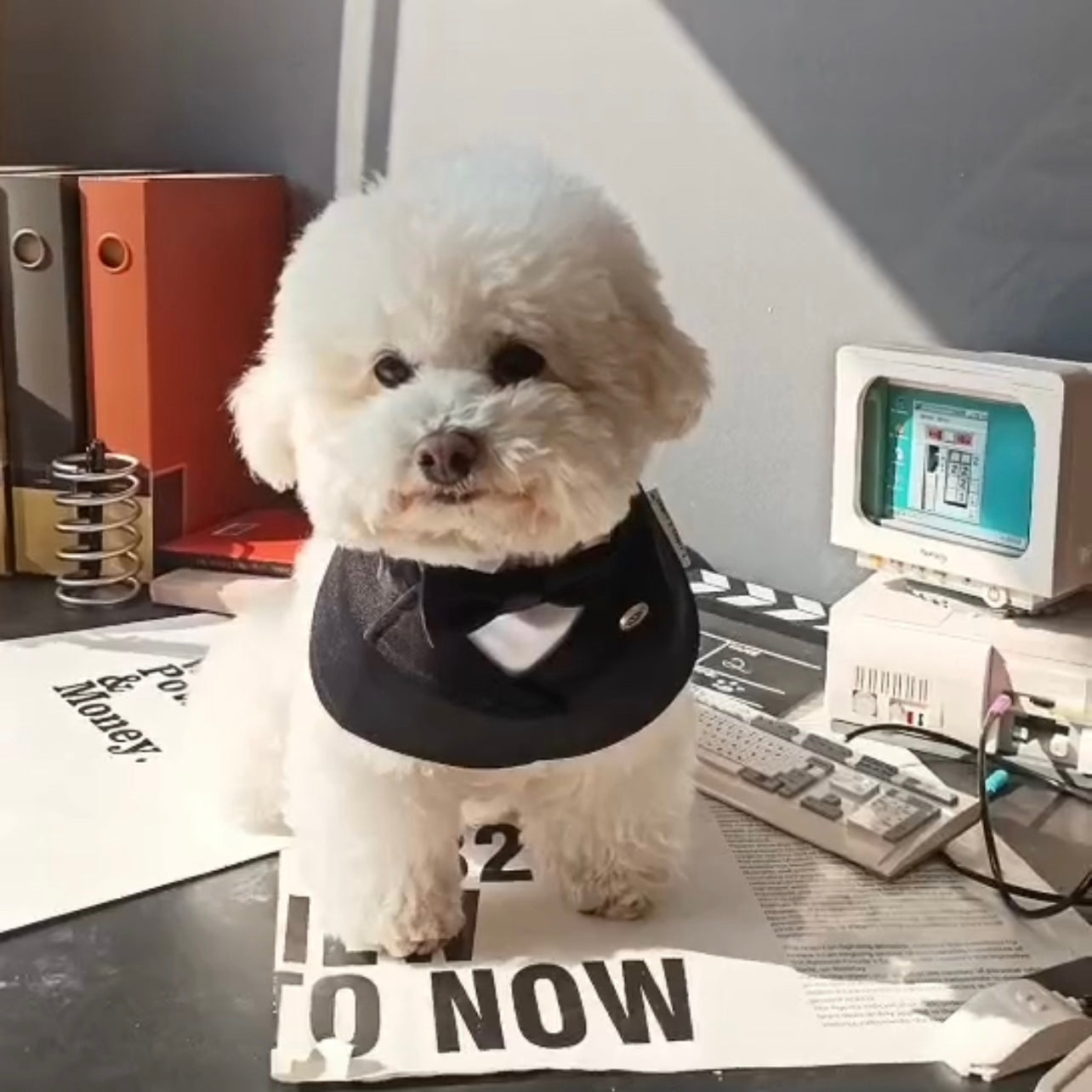 Oxford – Bowtie Suit for Dogs & Cats | Elegant Formal Pet Outfit