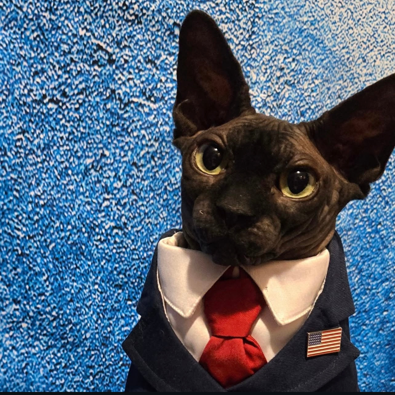cat in president suit costume bandana cloth