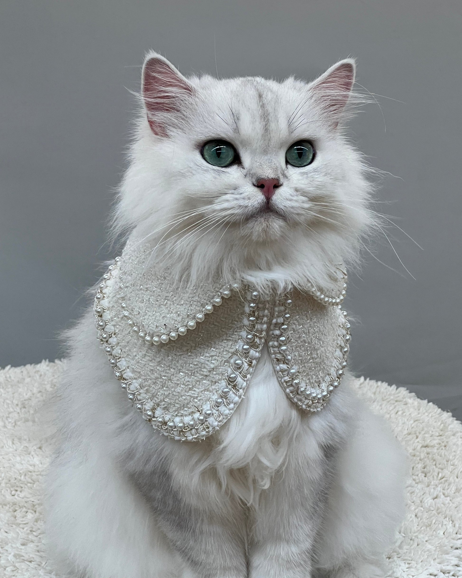 A luxurious white Persian cat adorned in a white Jacqueline pet bandana, embellished with pearls, capturing an elegant and sophisticated look perfect for upscale pet fashion.
