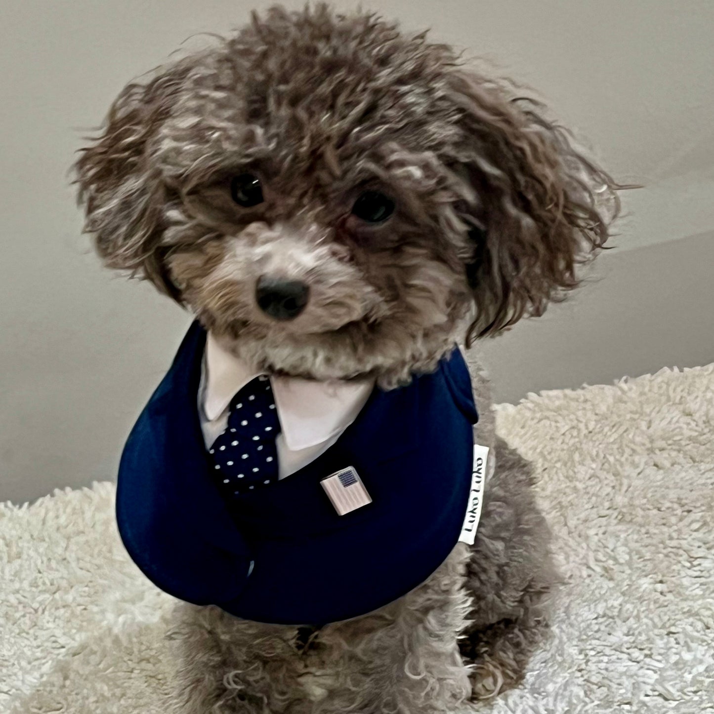 President – Red Tie Pet Suit for Dogs & Cats | Formal Wear